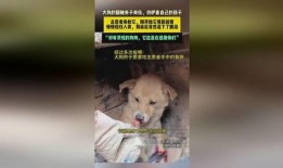 河南大狗爆料视频最新,揭秘背后惊人真相