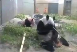 香妈最新爆料视频,揭秘娱乐圈惊人内幕！